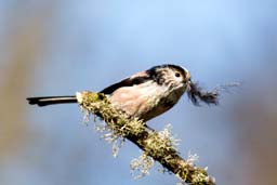 long tailed tit